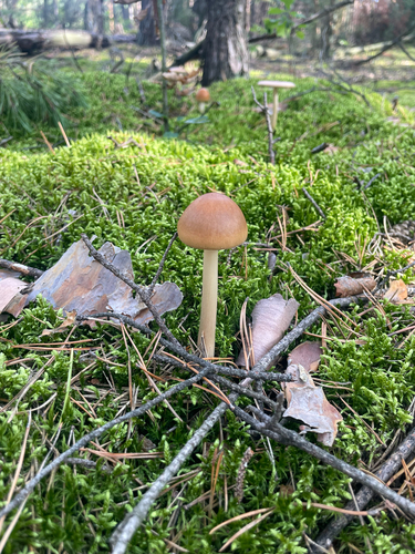 Tawny Grisette