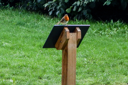 European Robin