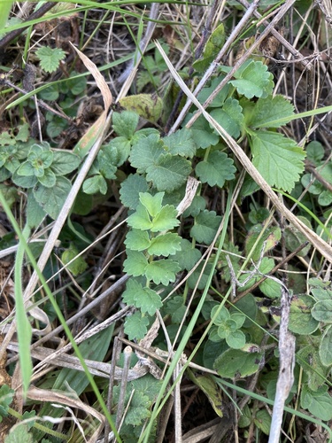 Salad Burnet