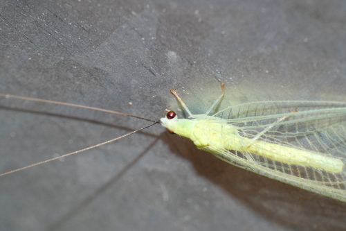 Black-horned Green Lacewing