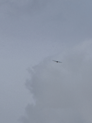 Red Kite