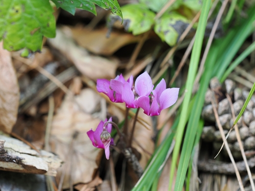European Cyclamen