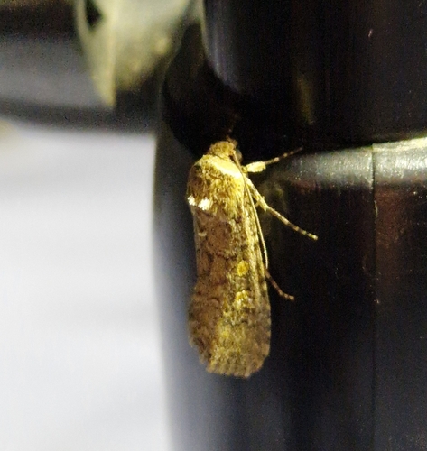 Beet Armyworm Moth