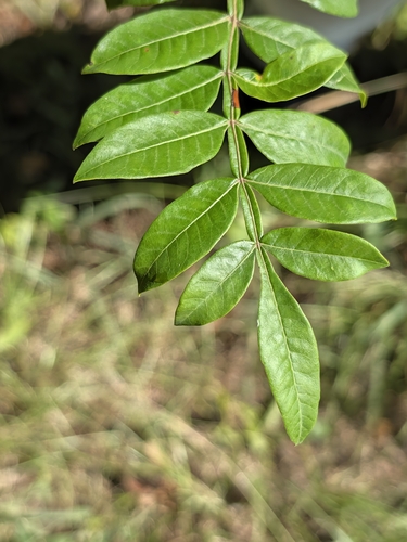 shining sumac
