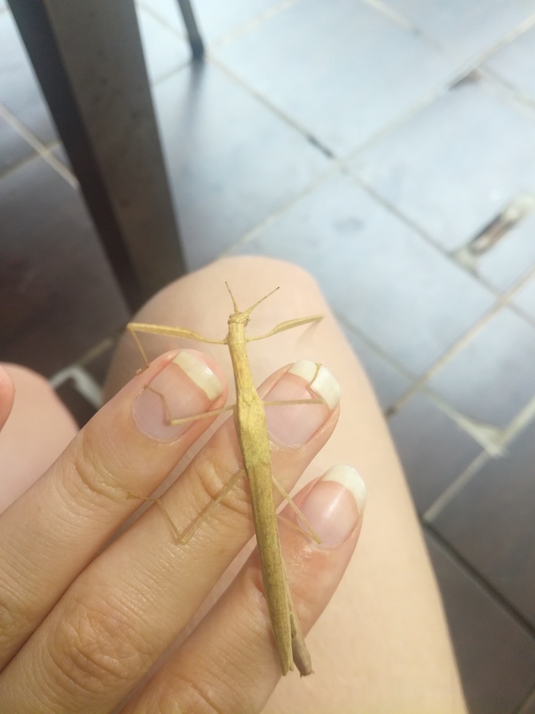 Agrostia cinerea