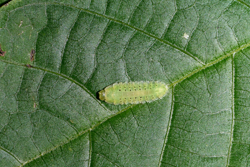 Flat Alder-cutter