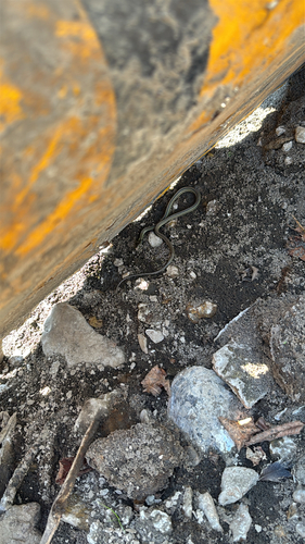 Western Ribbon Snake