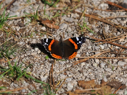 Red Admiral