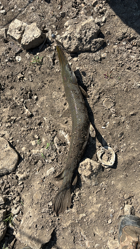 Shortnose Gar