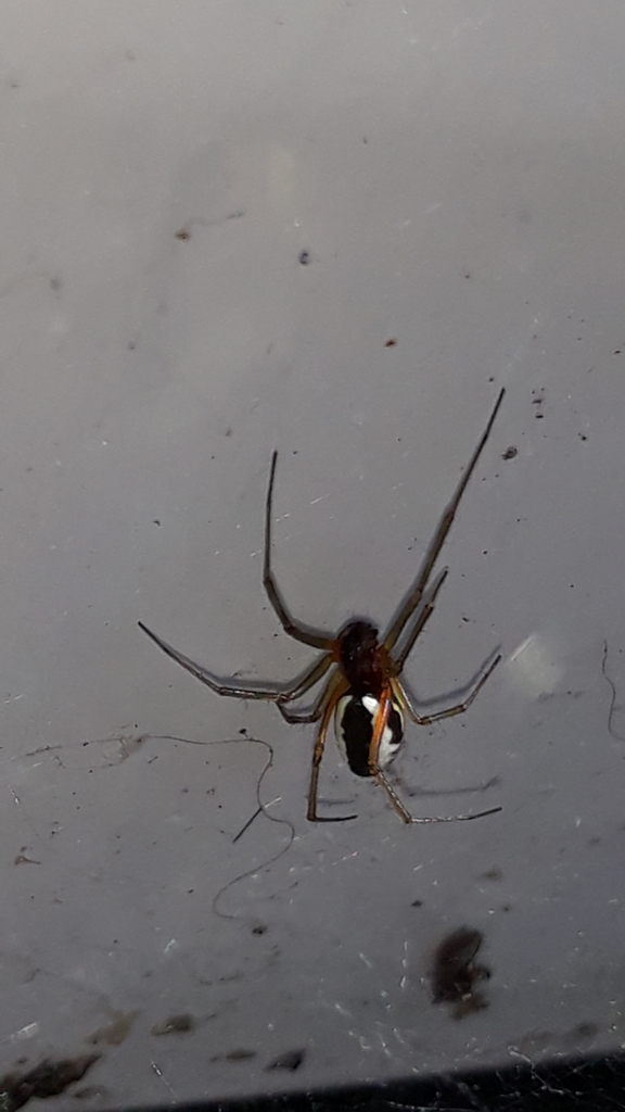 Frontinellina frutetorum