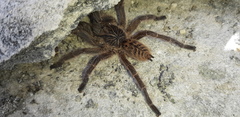 Harpactira