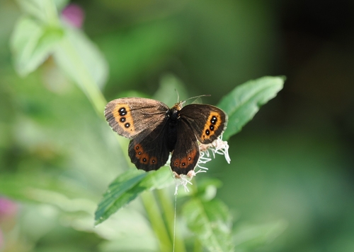 Scotch Argus