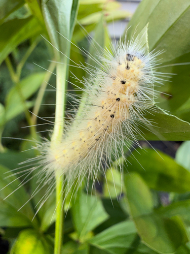 Fall Webworm Moth