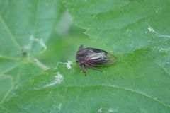 Centrotus