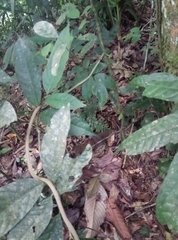 Dipsas palmeri