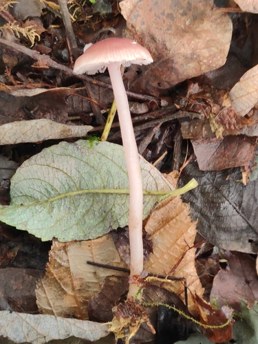 Mycena pearsoniana