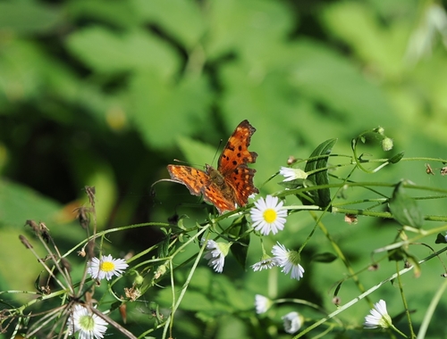 European Comma