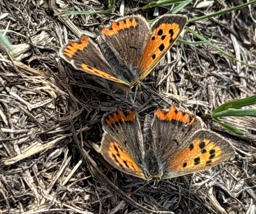 Small Copper
