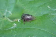 Centrotus