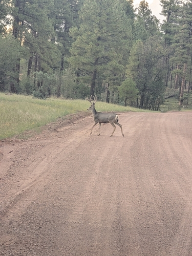 Mule Deer