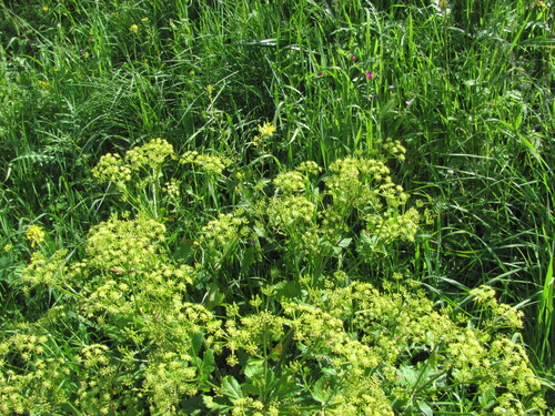 Smyrnium olusatrum, photograph 2