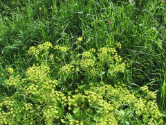 (c) zebedeugalinha, some rights reserved (CC BY) Smyrnium olusatrum, photograph (c) zebedeugalinha, some rights reserved (CC BY)