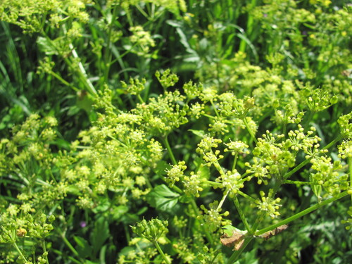 Smyrnium olusatrum, photograph 4