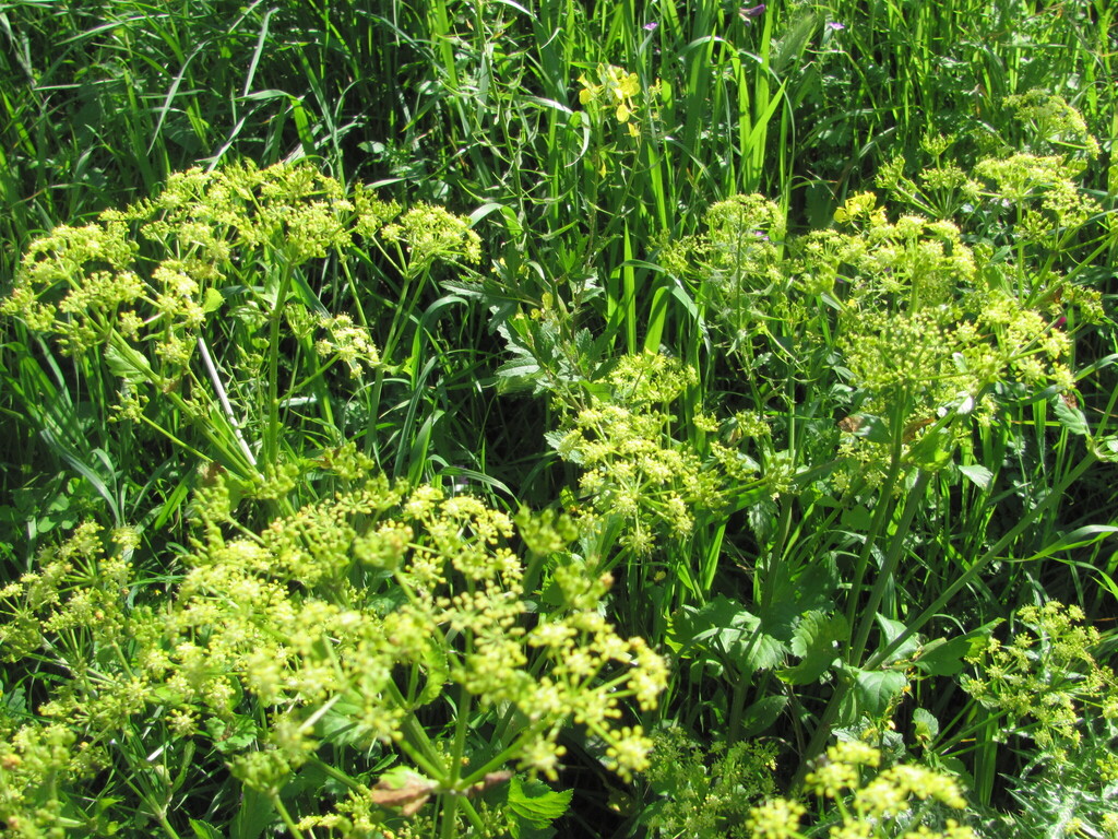 Smyrnium olusatrum; photograph (c) zebedeugalinha, some rights reserved (CC BY)