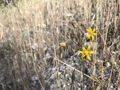 Bloomeria crocea aurea