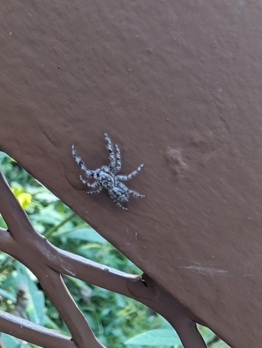 Tan Jumping Spider