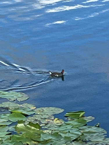 Eurasian Moorhen