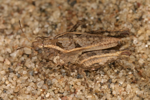 Dugoticalni monaški skakavac (Tetrix tenuicornis)
