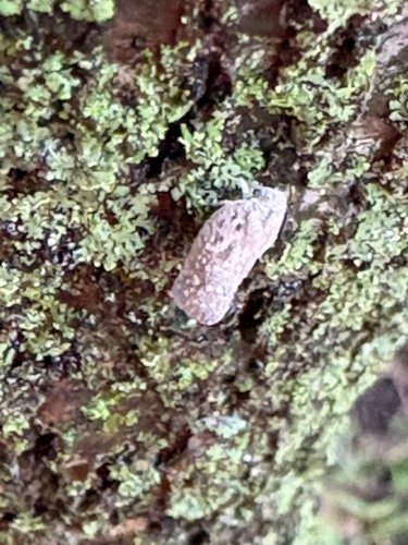 Citrus Flatid Planthopper