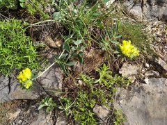 Anthyllis vulneraria boissieri