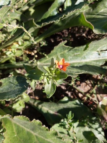 scarlet pimpernel