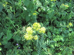 Sinapis alba