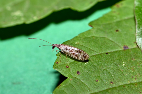 Variegated Brown Lacewing
