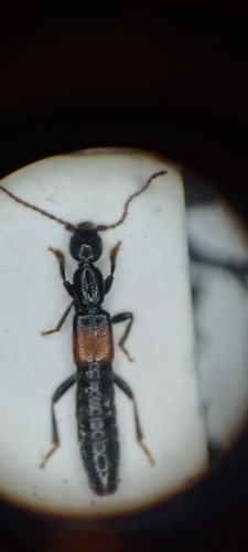 Platydomene springeri