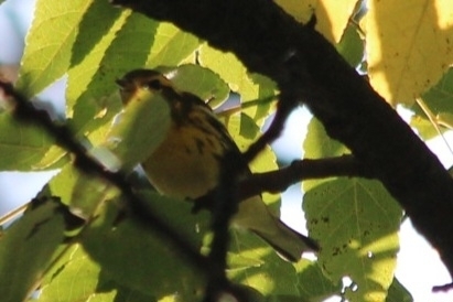 Blackburnian Warbler