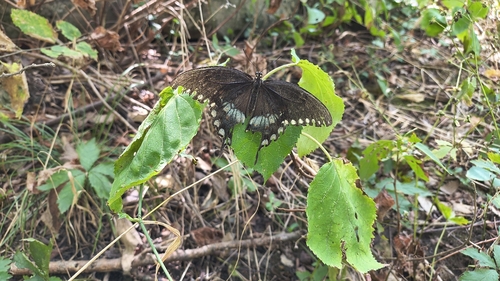 Spicebush Swallowtail