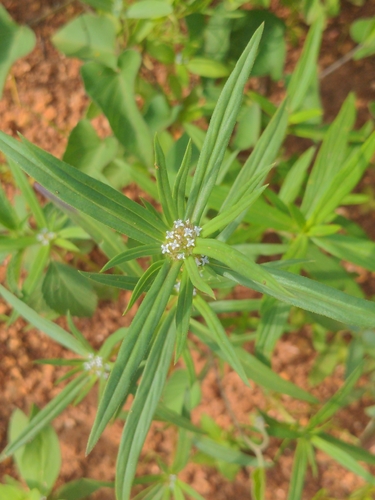 Spermacoce chaetocephala