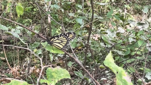 Monarch
