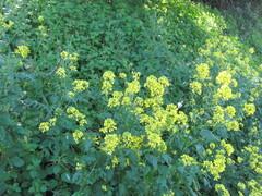 Sinapis alba, photograph (c) zebedeugalinha, some rights reserved (CC BY)