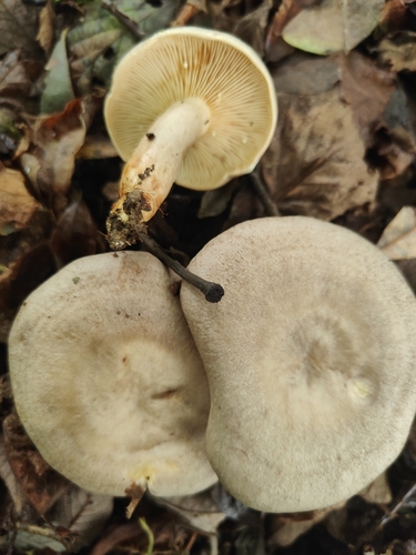 Fire-milk Lactarius