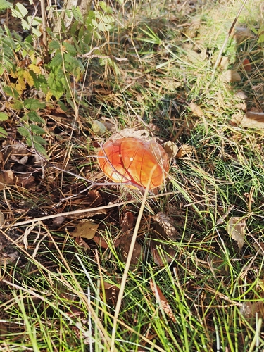 Fly Agaric