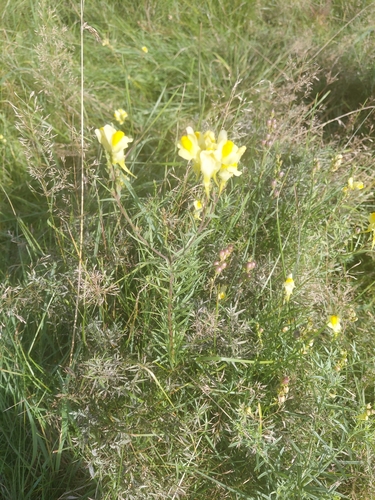 common toadflax