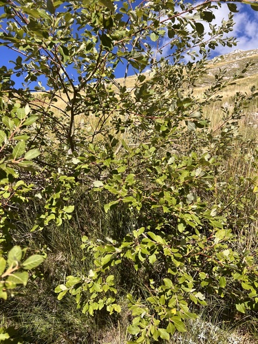 goat willow