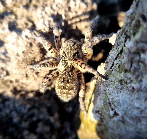 Lycosa singoriensis