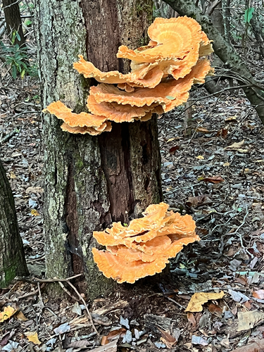chicken of the woods