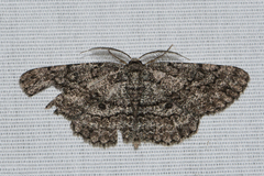 Hypomecis umbrosaria